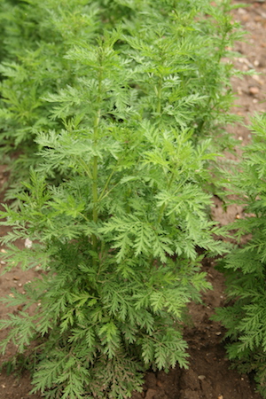 https://d3ejtx1n3mt032.cloudfront.net/external/img/DAM/Artemisia_annua_-_Botanischer_Garten_Mainz_IMG_5638.JPG