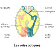 https://static.snieditions.com/external/img/voies%20optiques.png